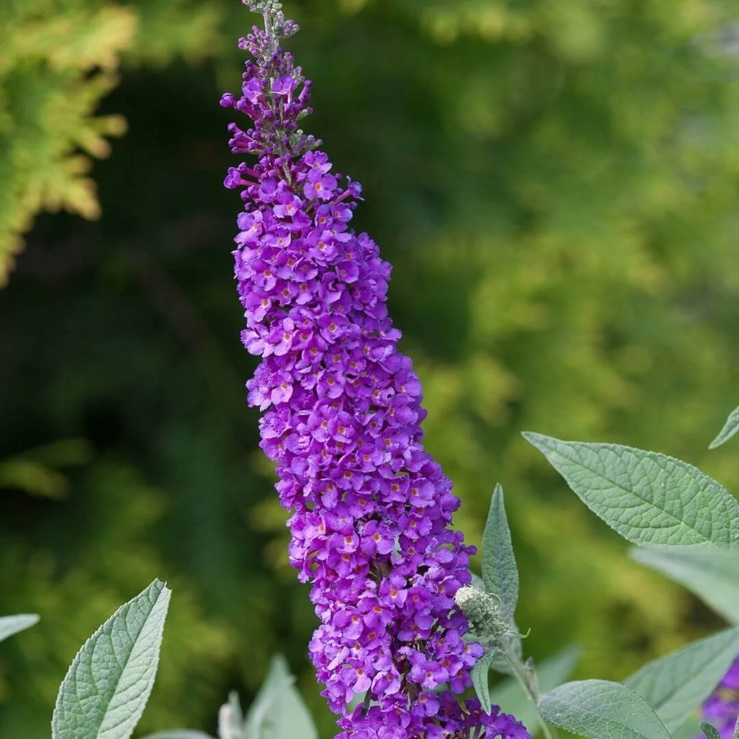 Closeup of deep violet purple Miss Violet butterfly bush blooms