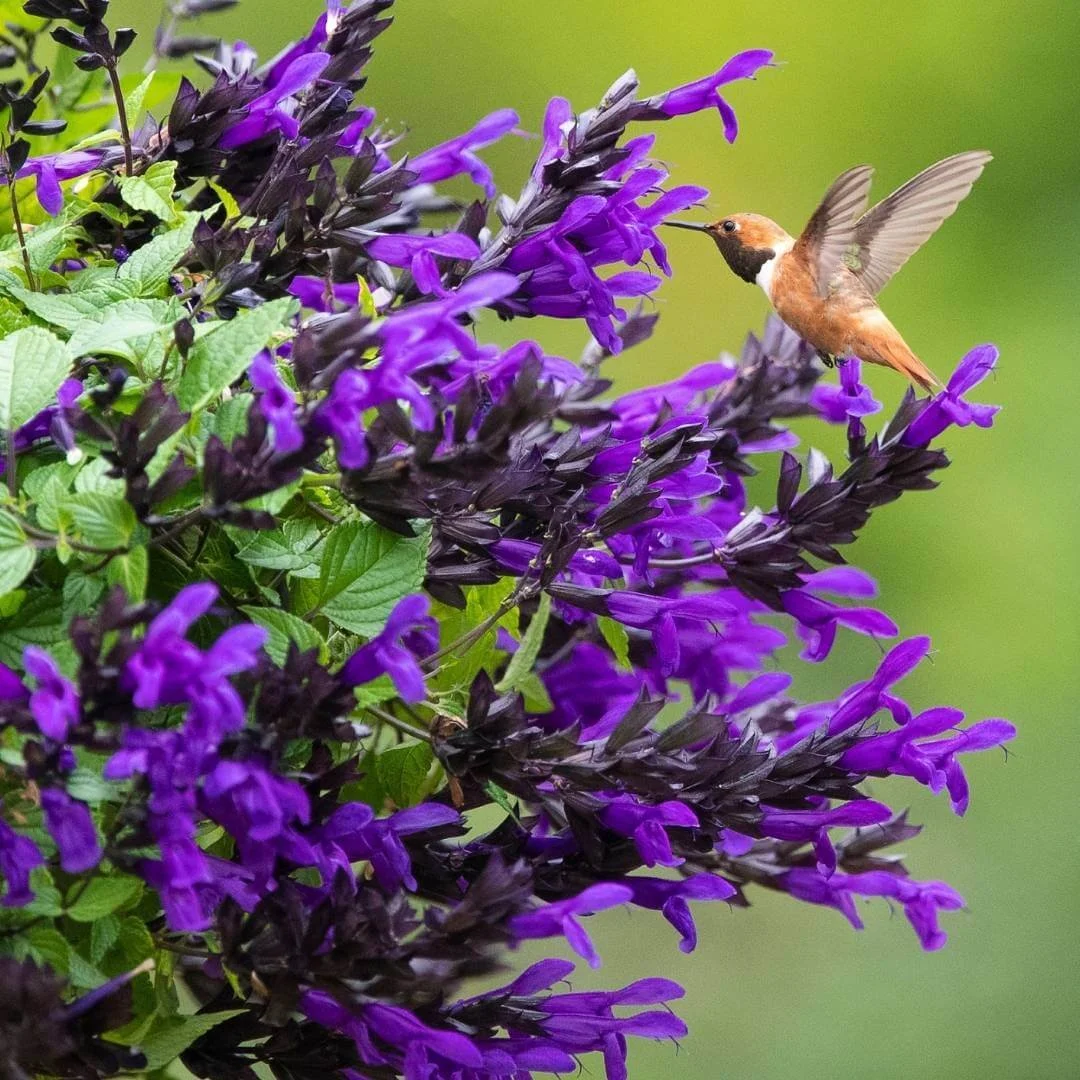 hummingbird visiting purple flowers of anise scented sage in hummingbird garden.