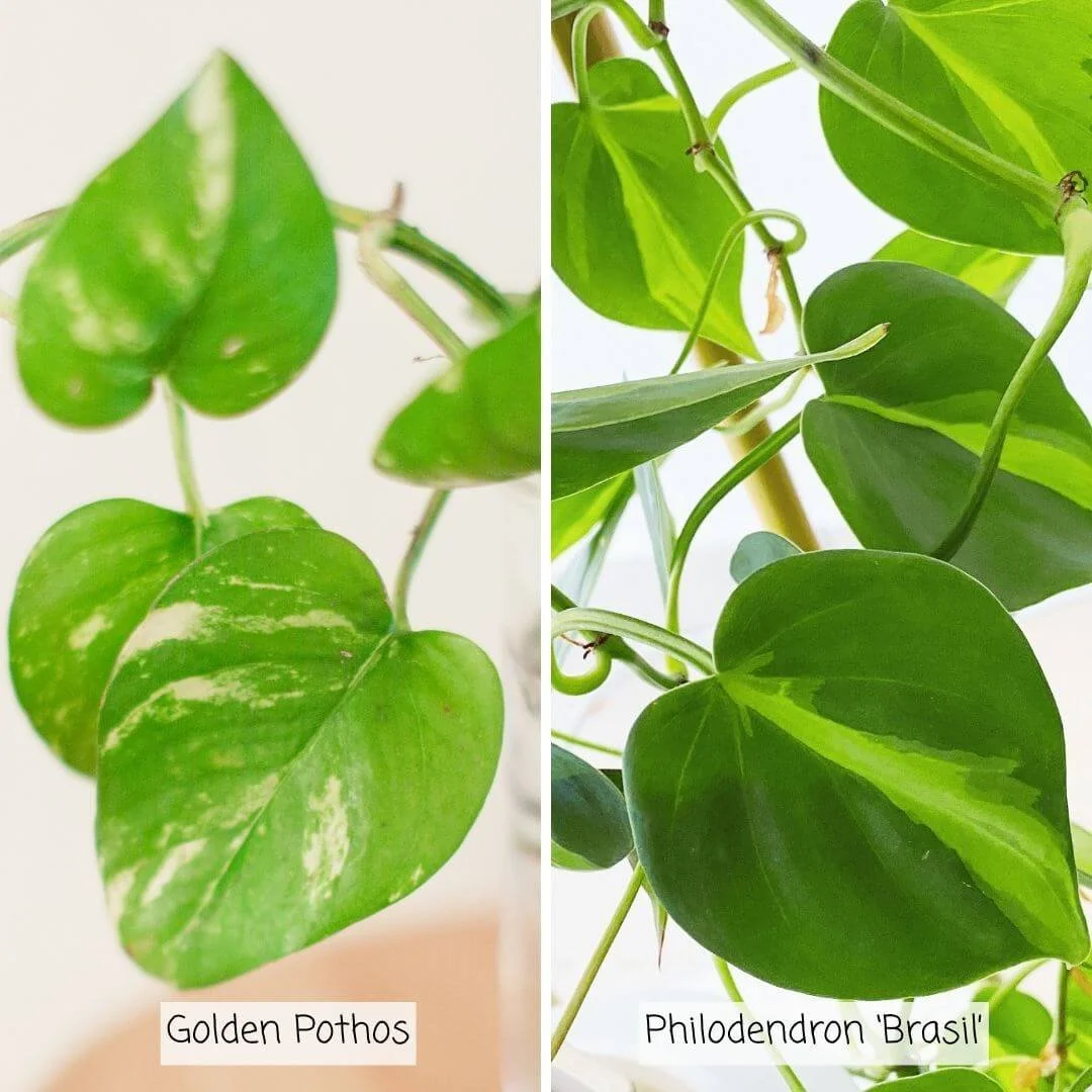 Golden pothos and Philodendron ‘Brasil’ shown side by side for comparison, both with green and yellow foliage.