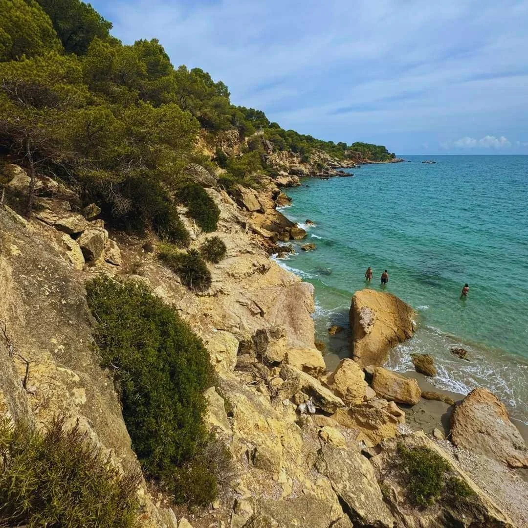 Rosemary growing on rocky cliffs overlooking the Mediterranean Sea.
