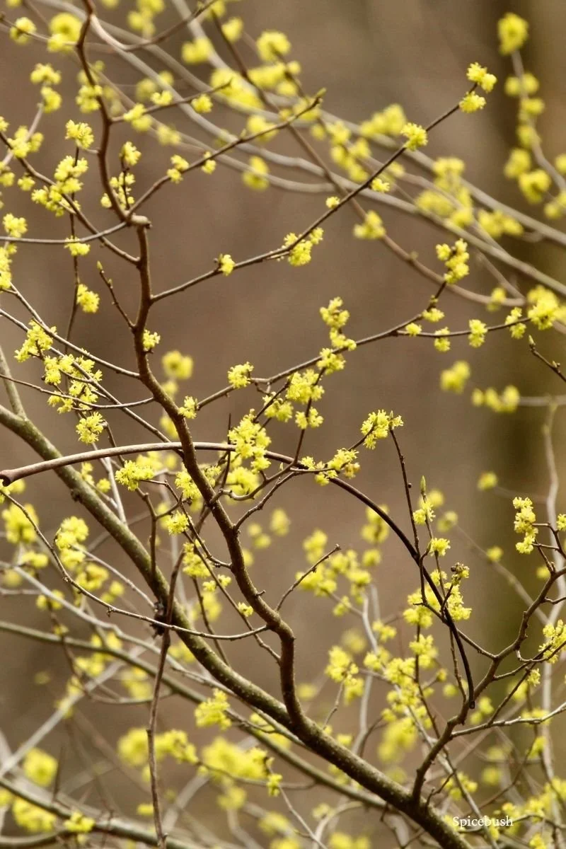 butterfly host plant northern spicebush with yellow flowers in outdoor landscape closeup