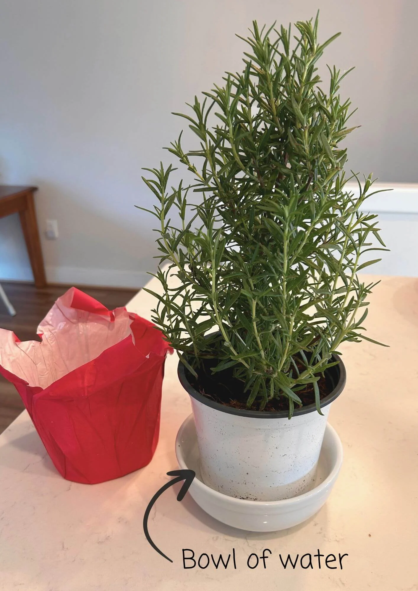 Potted rosemary sitting in a bowl of water on a counter, with its foil wrapper removed and a “bowl of water” arrow pointing to the bowl.