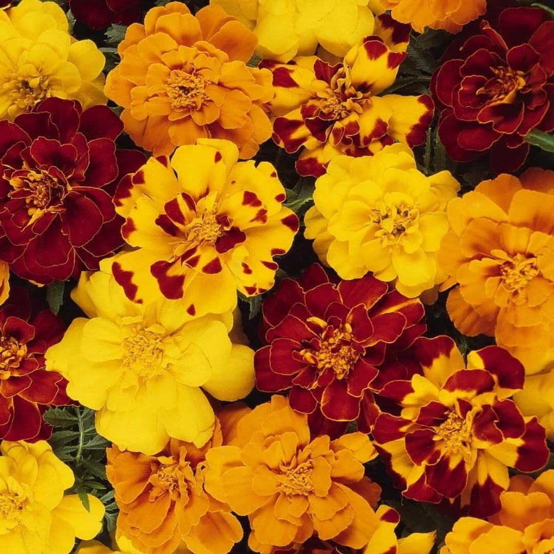 closeup of french marigold mix flowers