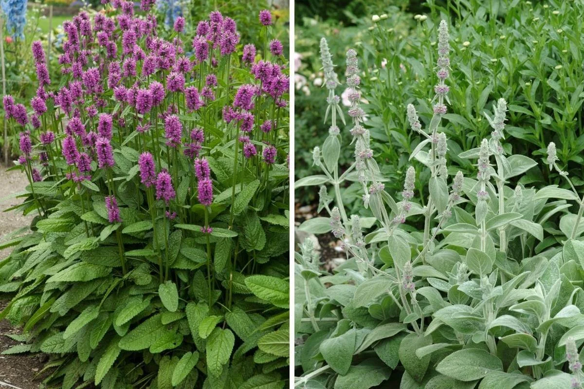 side by side images of stachys hummelo and stachys silver carpet growing in garden beds