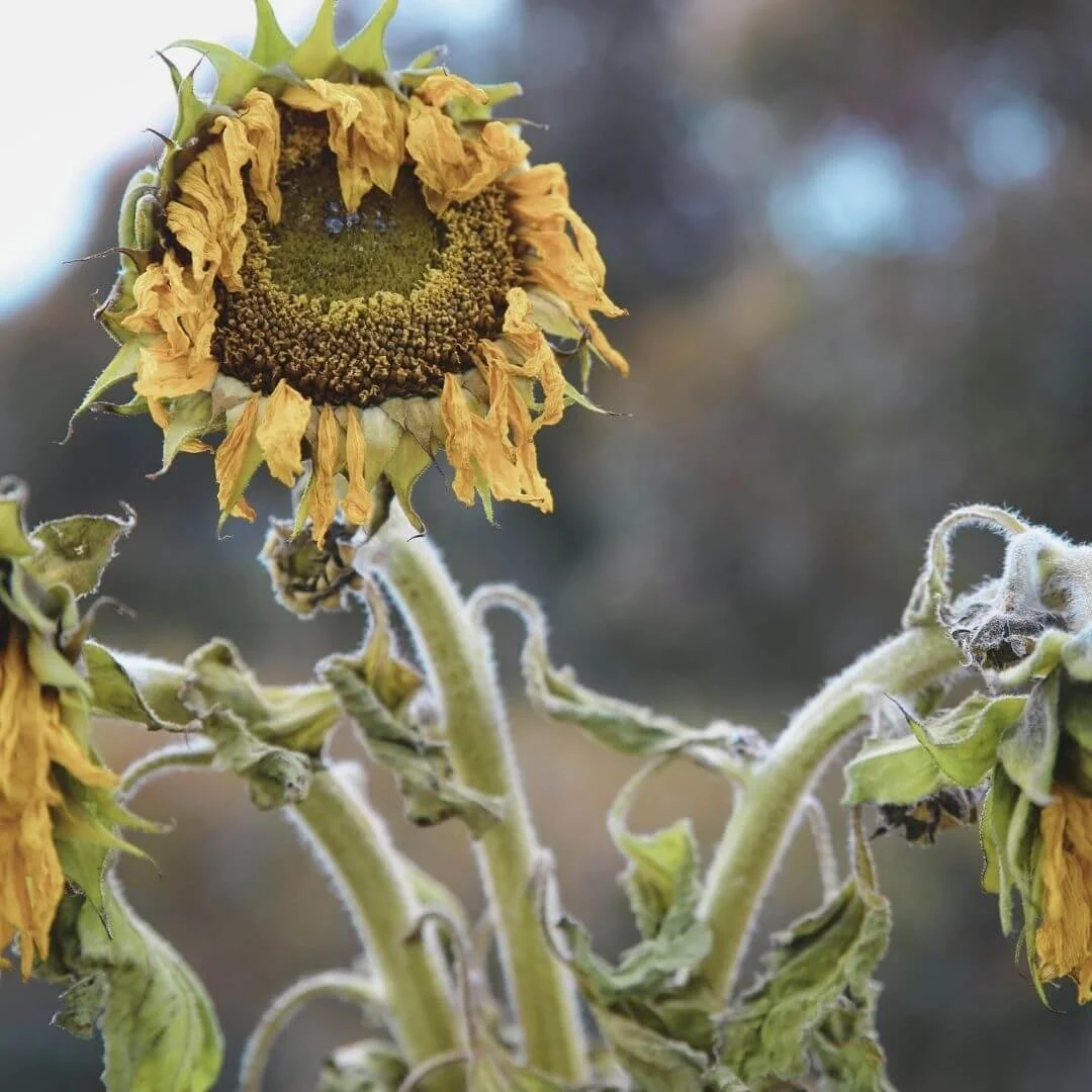 Wilting sunflowers in an outdoor landscape on a hot summer day