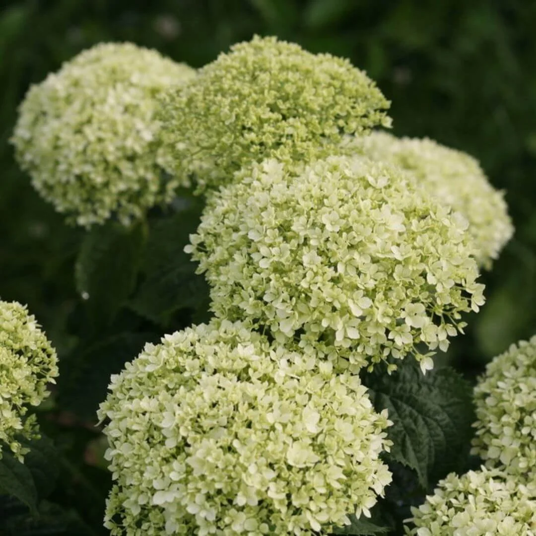 white green flowers of invincibelle smooth hydrangea