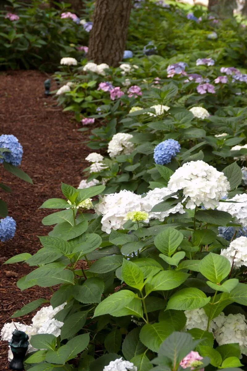 mixed woodland planting of pink. blue and white hydrangeas under tall trees