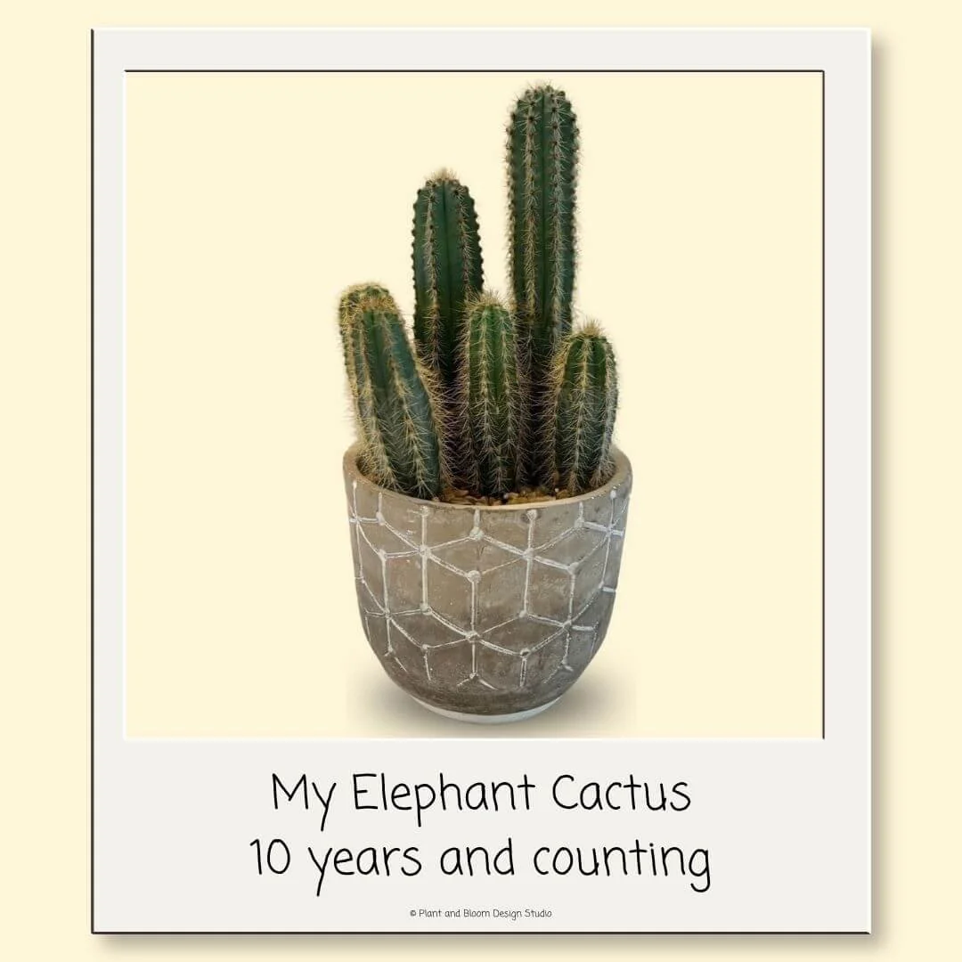 My ten-year-old elephant cactus growing in a gray patterned pot