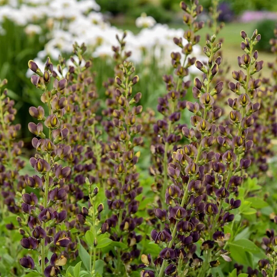 Deep chocolate-brown to near-black Baptisia Dark Chocolate blooms on upright spires above blue-green foliage in garden border