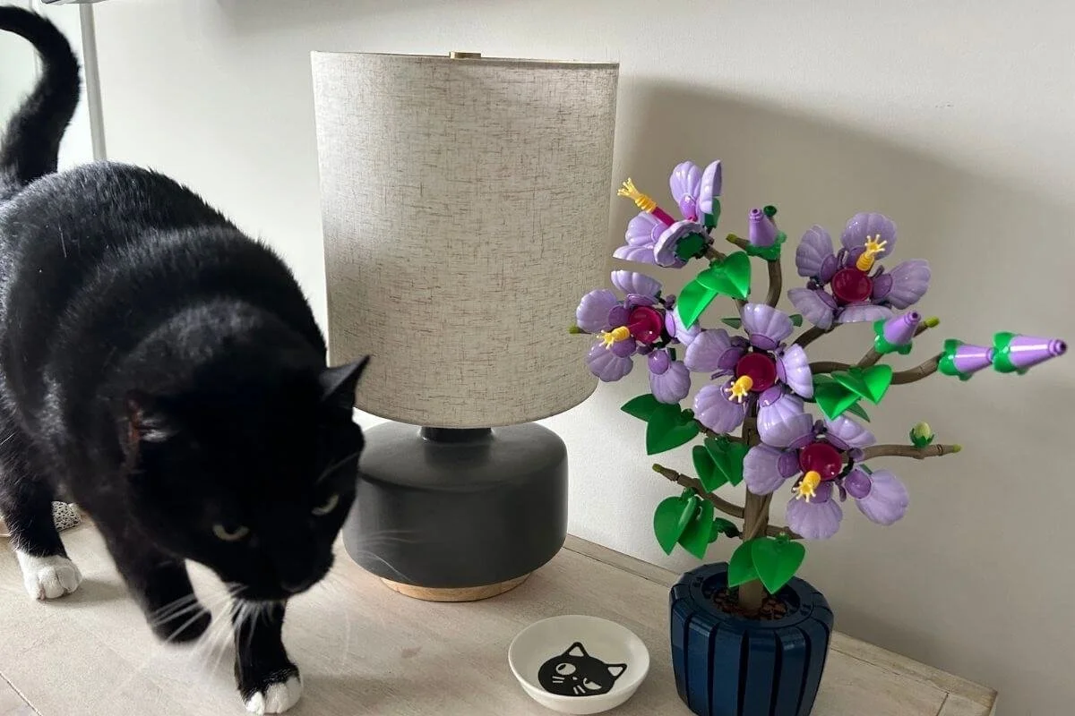 Cat inspecting LEGO Botanicals Hibiscus Flower Building Set on dresser, unique gift idea for plant lovers