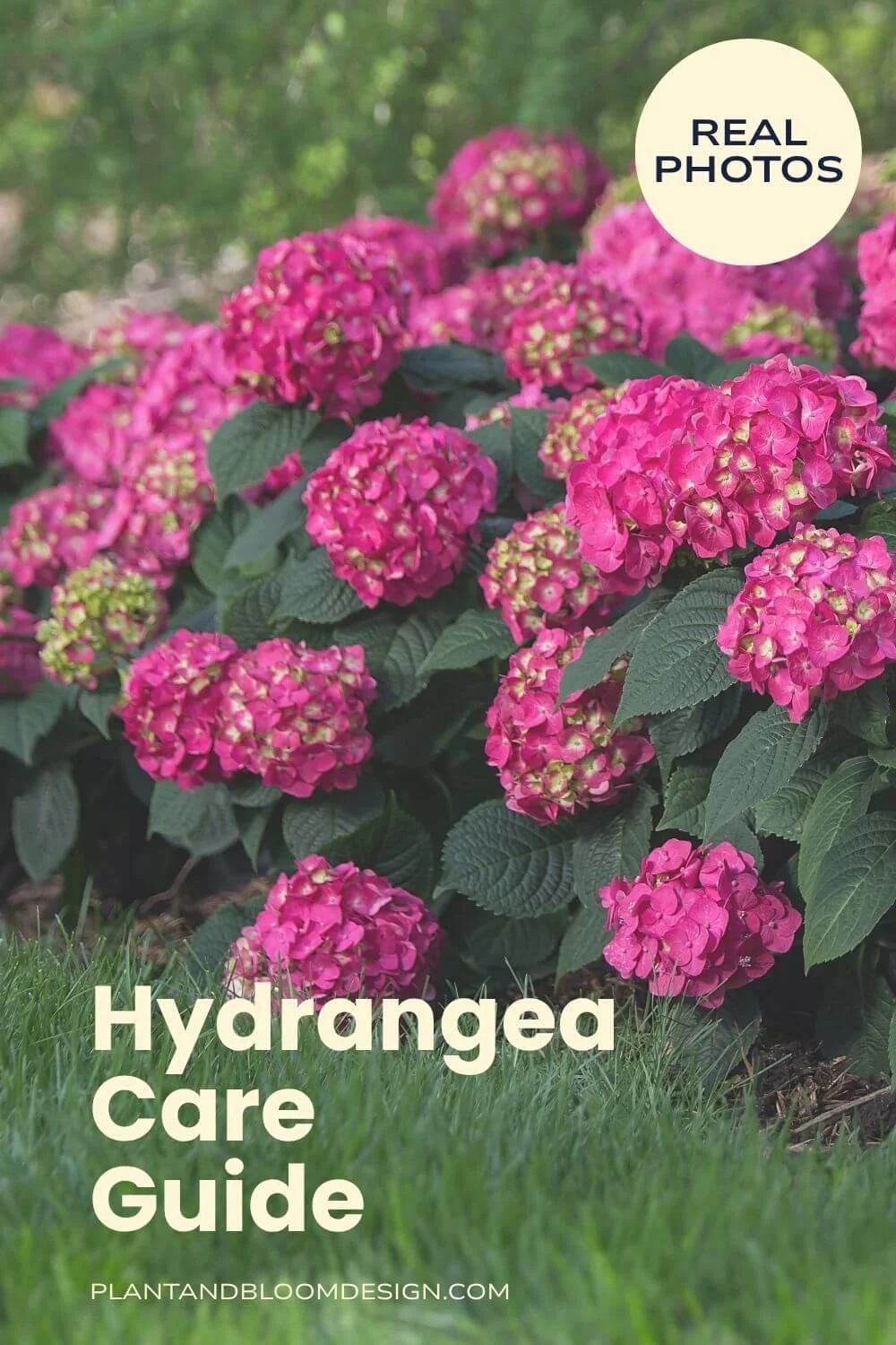 Pink hydrangea shrub planted next to a lawn with hydrangea care guide text overlay