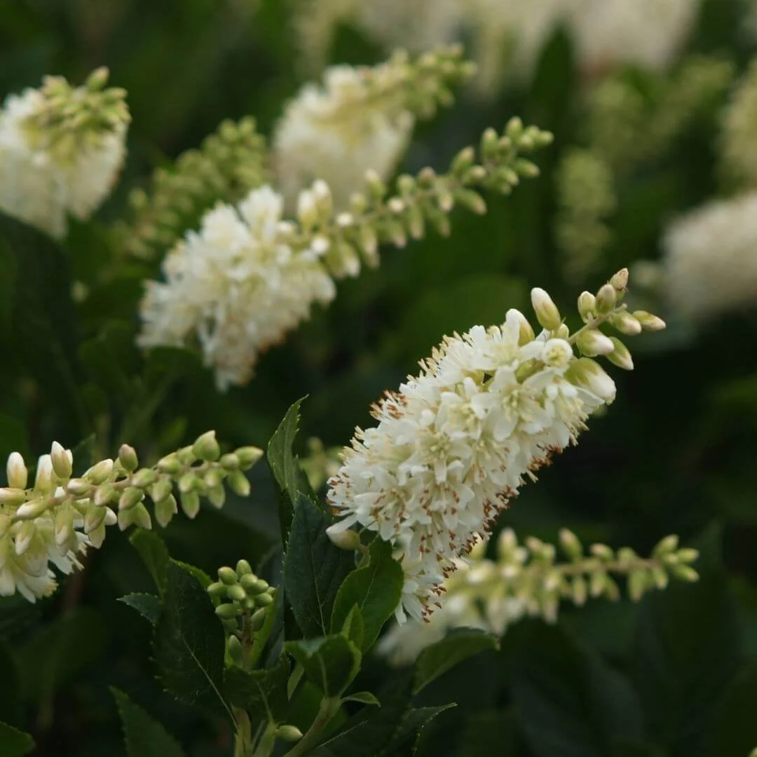 Sugartina Crystalina summersweet (Clethra alnifolia) with white flower spikes and glossy green leaves