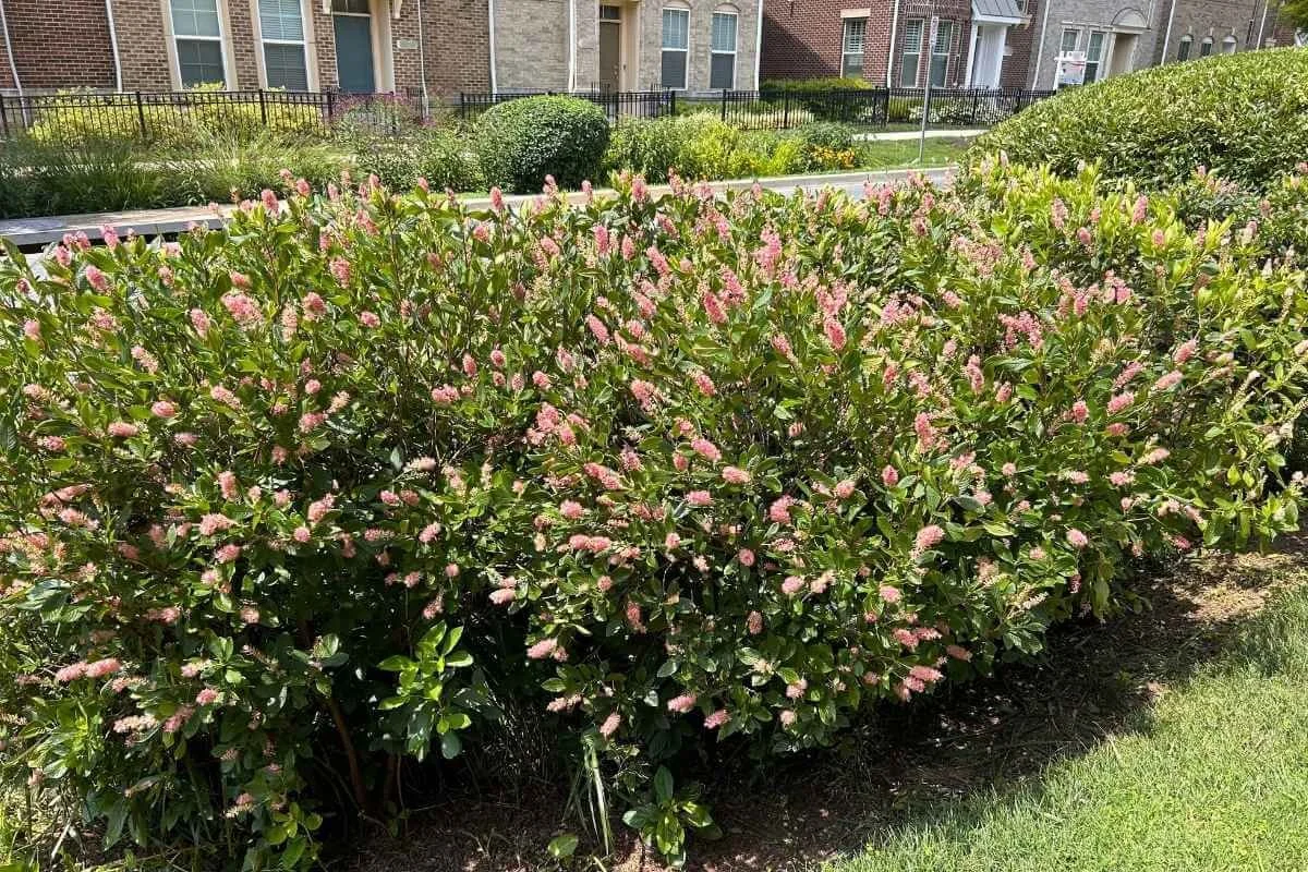 Mass planting of Ruby Spice summersweet (Clethra alnifolia) with pink flower spikes in a suburban rain garden