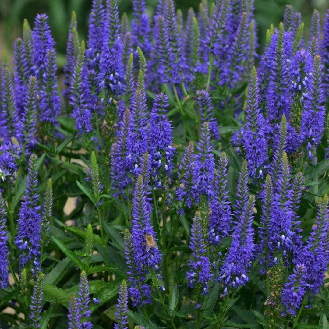 closeup purple blue flowers green leaves of veronica royal rembrandt perennial plant with bee on flower spike