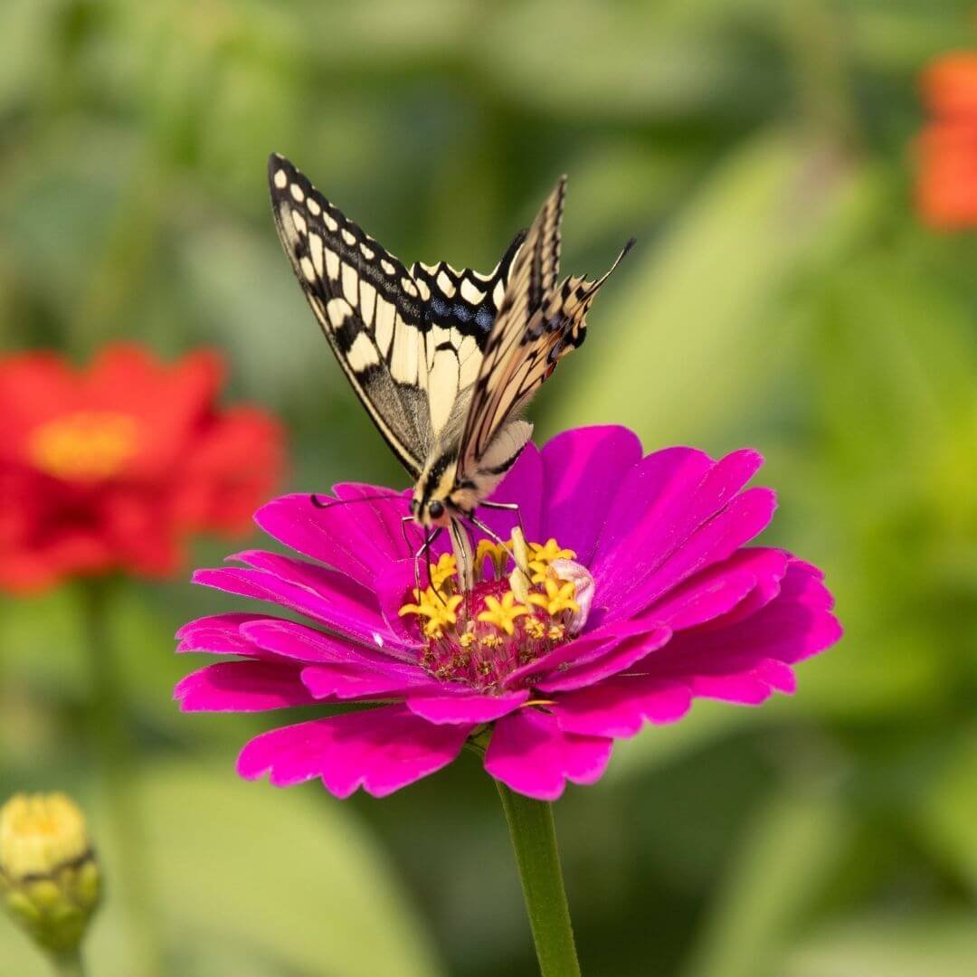 Butterfly Garden for Kids: Free Design Plan + Complete Plant List (Zones 4-8)