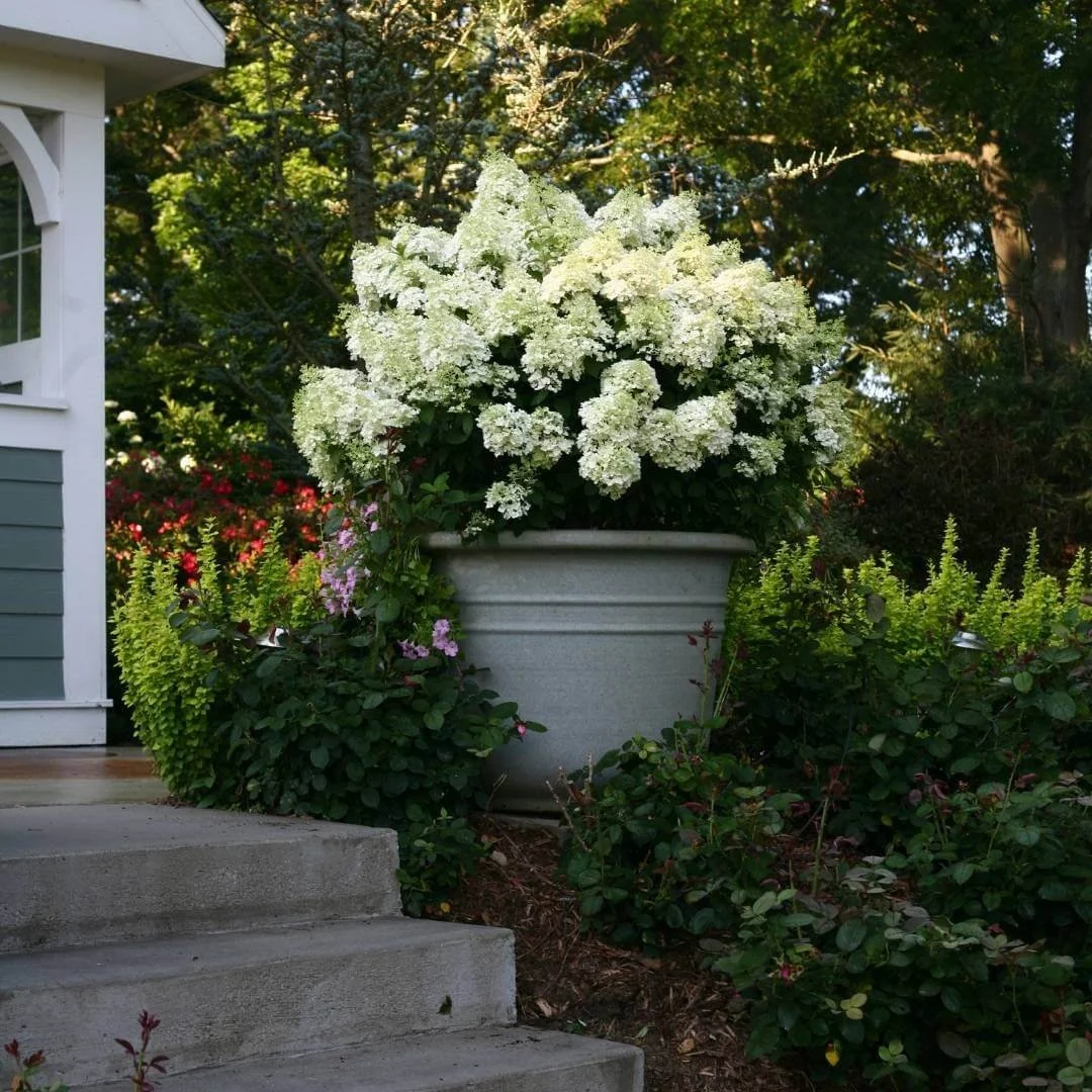 Bobo panicle hydrangea growing in a container next to steps at the edge of a house surrounded by plants and trees