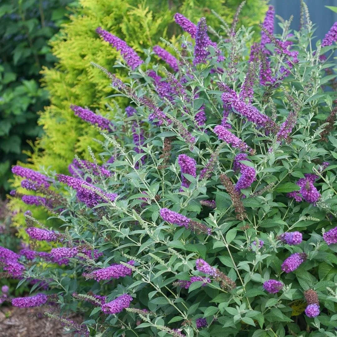 Miss Violet butterfly bush with deep purple flower spikes planted in a garden next to a lime green evergreen shrub