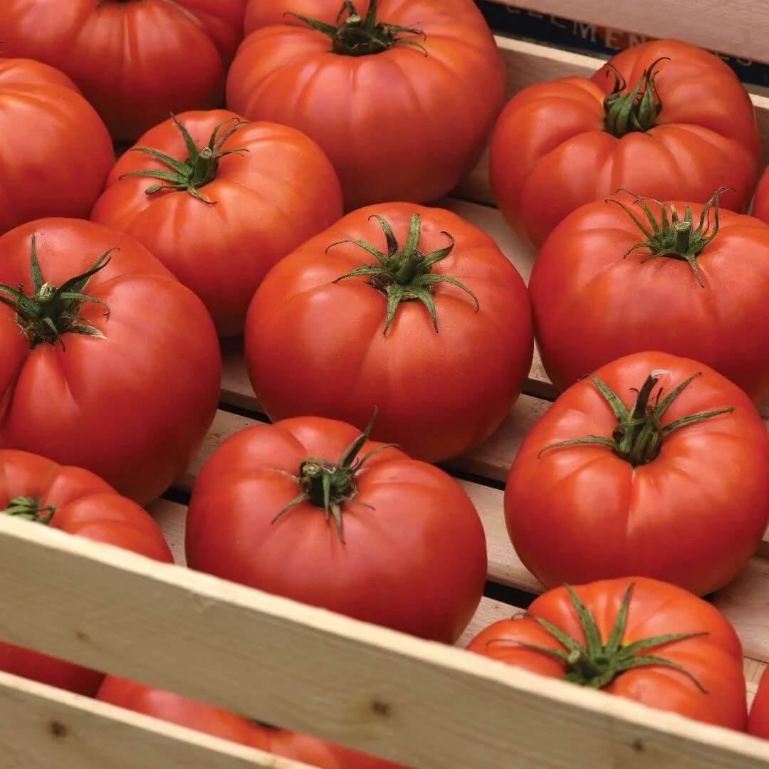 Tomato Growing Guide: From Seed to Harvest