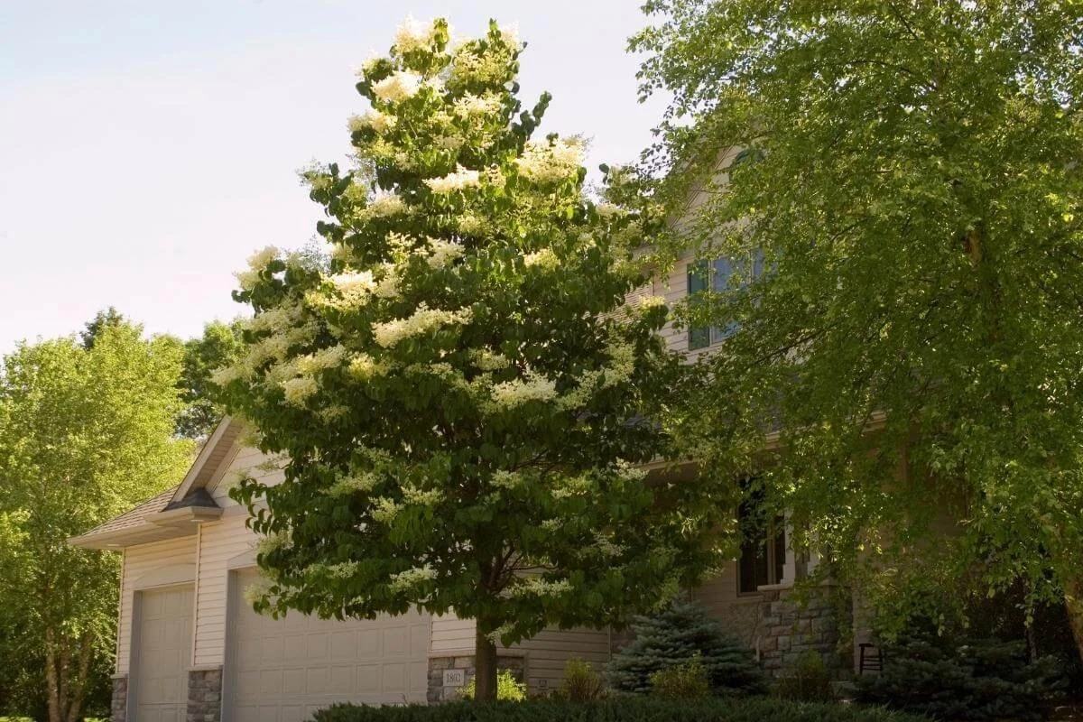 10 Small Trees for Front Yard Landscaping — Plant and Bloom Design Studio
