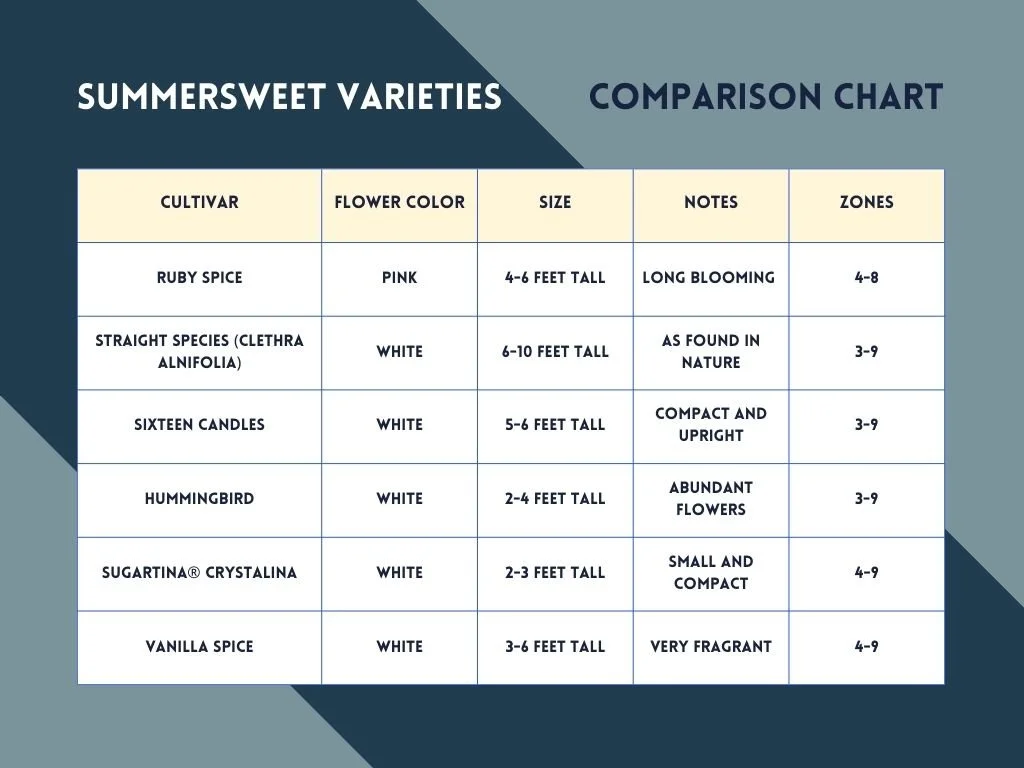 comparison chart showing ruby spice summersweet compared to other clethra alnifolia varieties