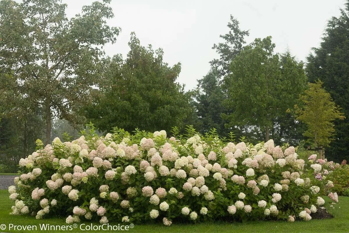 Mass planting of Limelight hydrangeas in a row along a lawn with trees and shrubs in the background