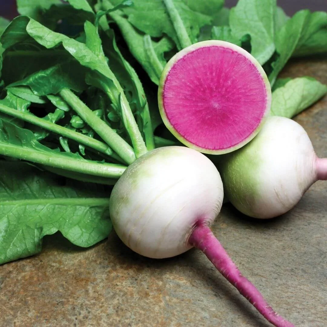 radish plants closeup