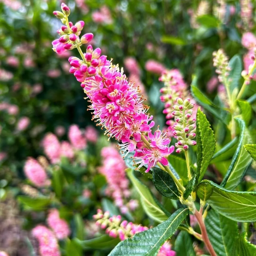 Ruby Spice Summersweet: The Ultimate Guide to Growing This Fragrant Shade Shrub