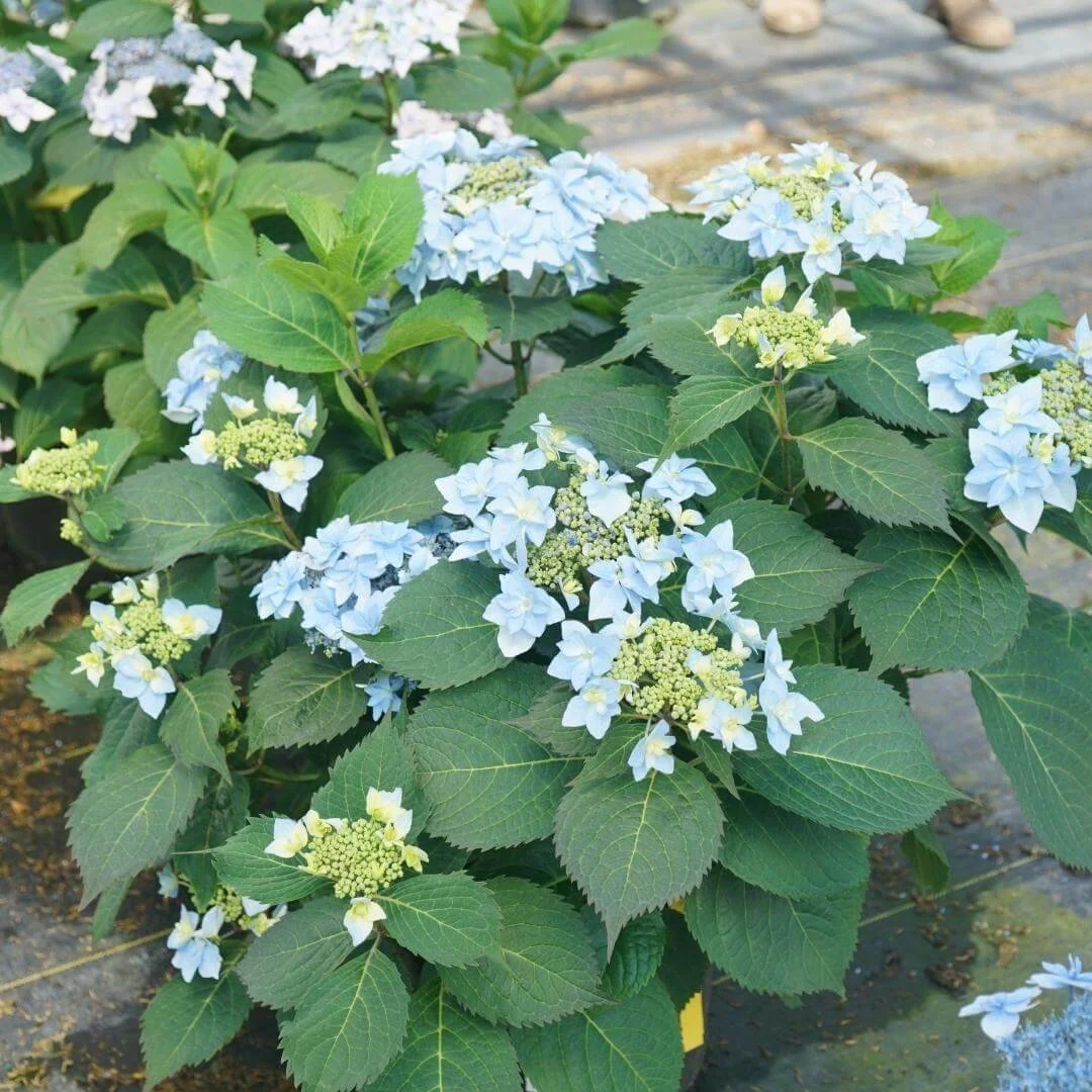 Closeup of Tuff Stuff Ah-Ha mountain hydrangea blue lacecap flowers on a flagstone patio