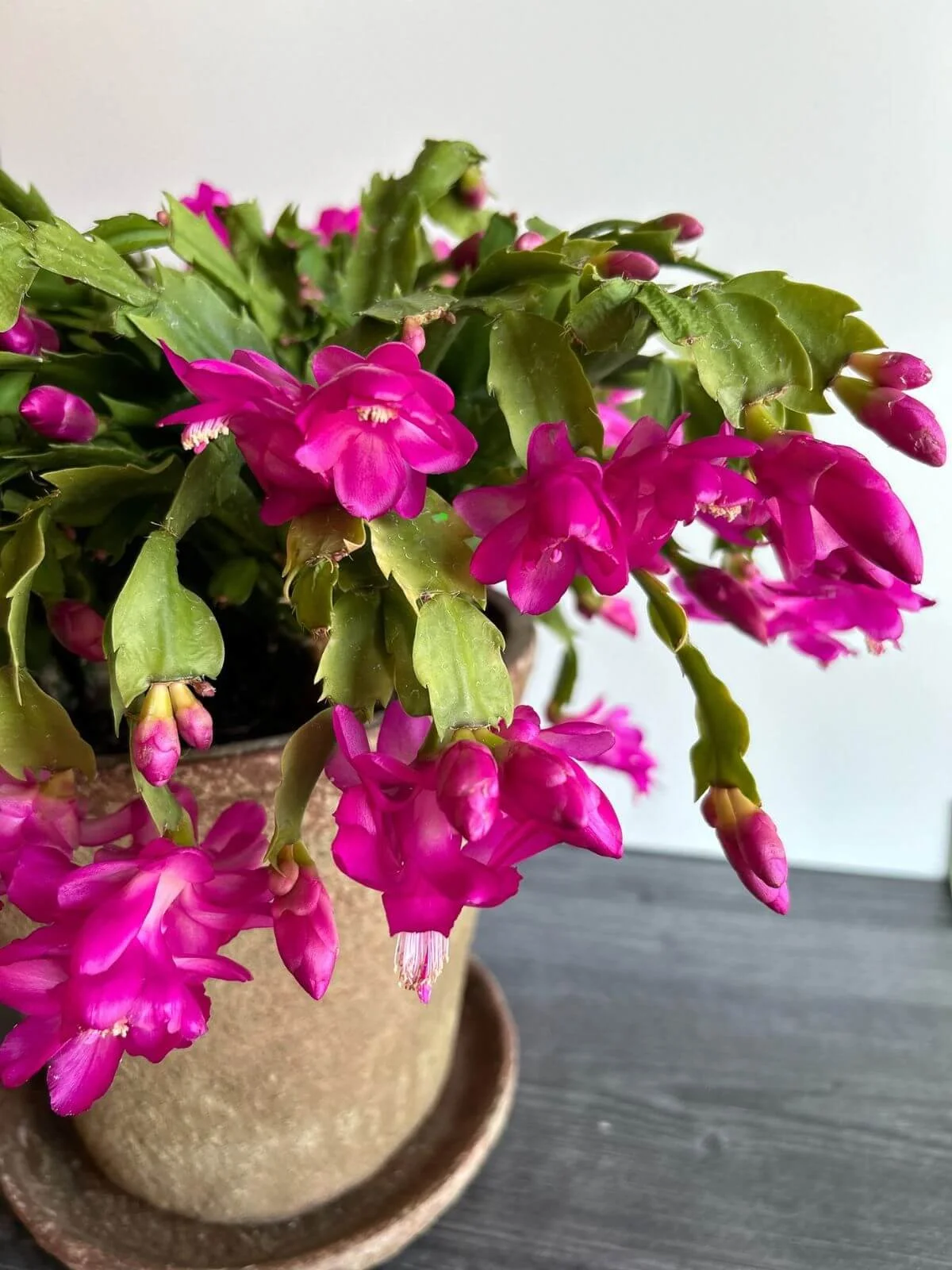 Thanksgiving cactus with pink flowers growing in a terracotta pot