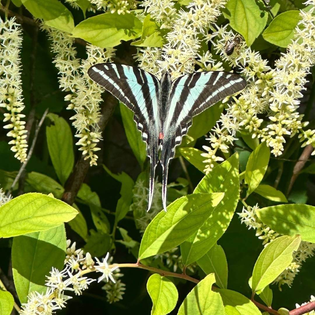 closeup of zebra swallowtail butterfly visiting white flower of virginia sweetspire