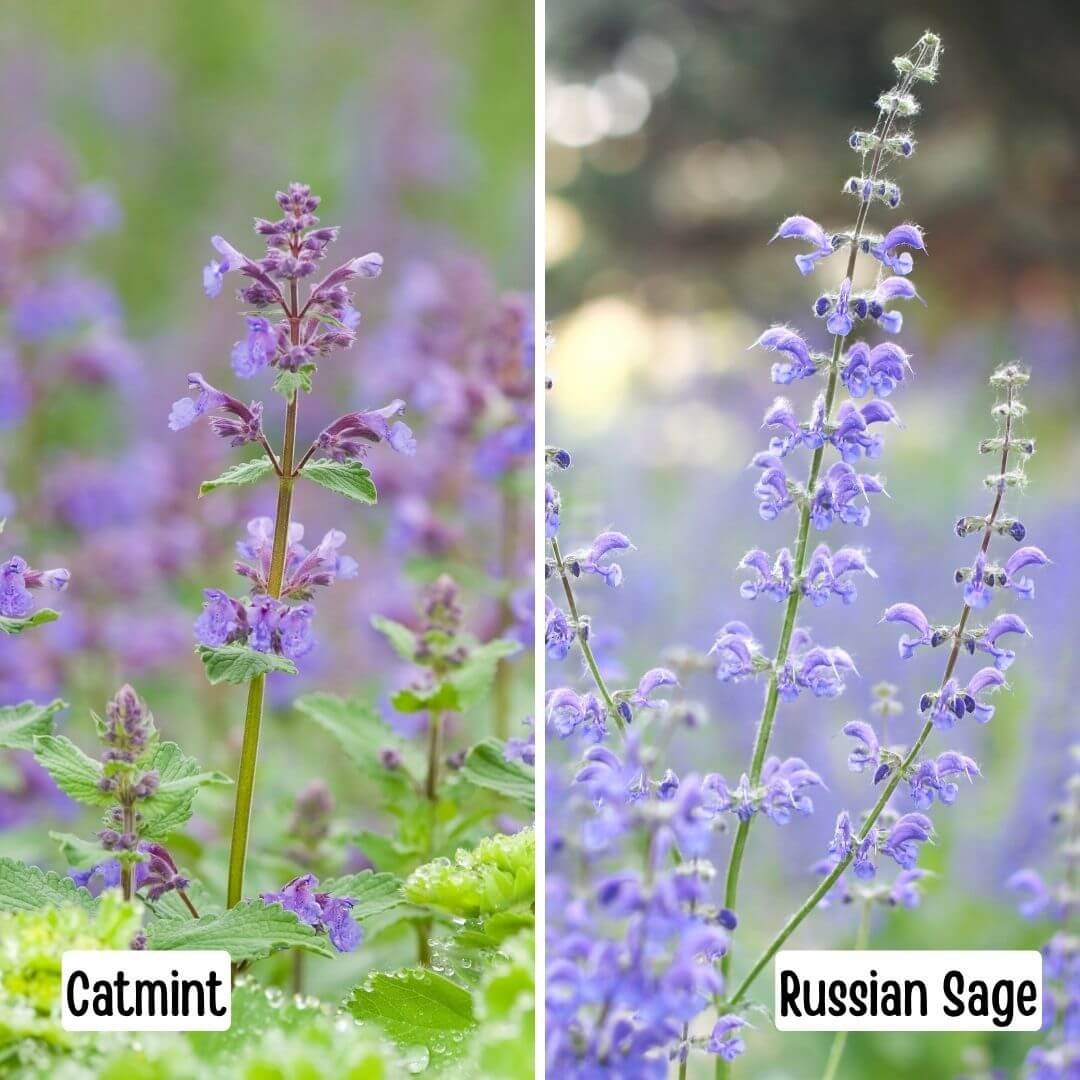 side by side closeup images comparing catmint flowers, stems and leaves with Russian Sage flowers and stems