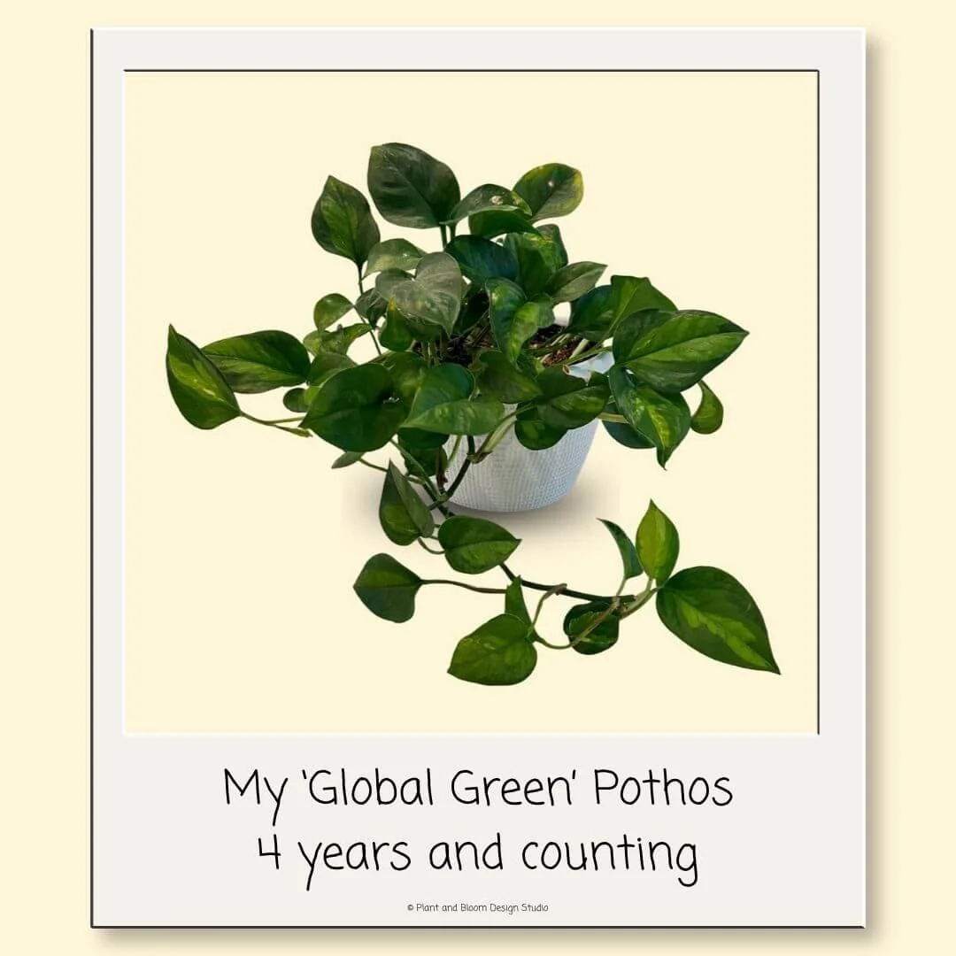 My four-year-old Global Green pothos