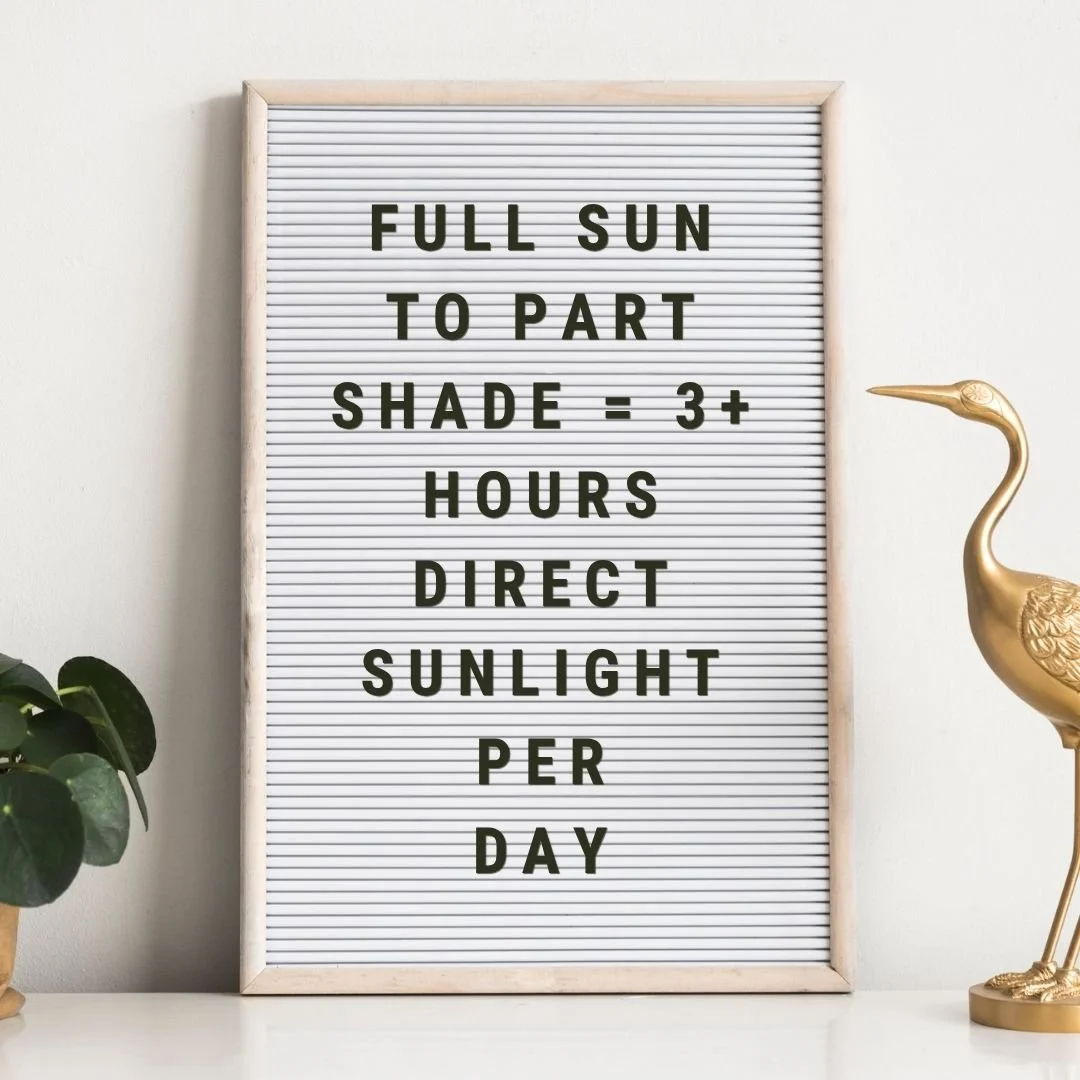 letter board with text defining full sun to part shade for plants on white tabletop interior next to gold bird statue and pilea houseplant