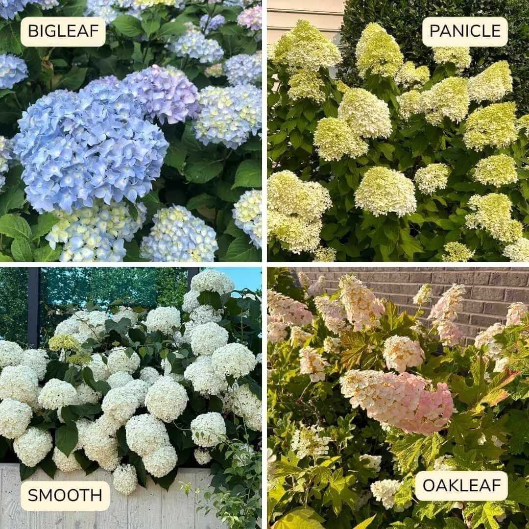 Four popular hydrangea types side by side showing blue bigleaf, white panicle, pink oakleaf, and white smooth hydrangea flowers