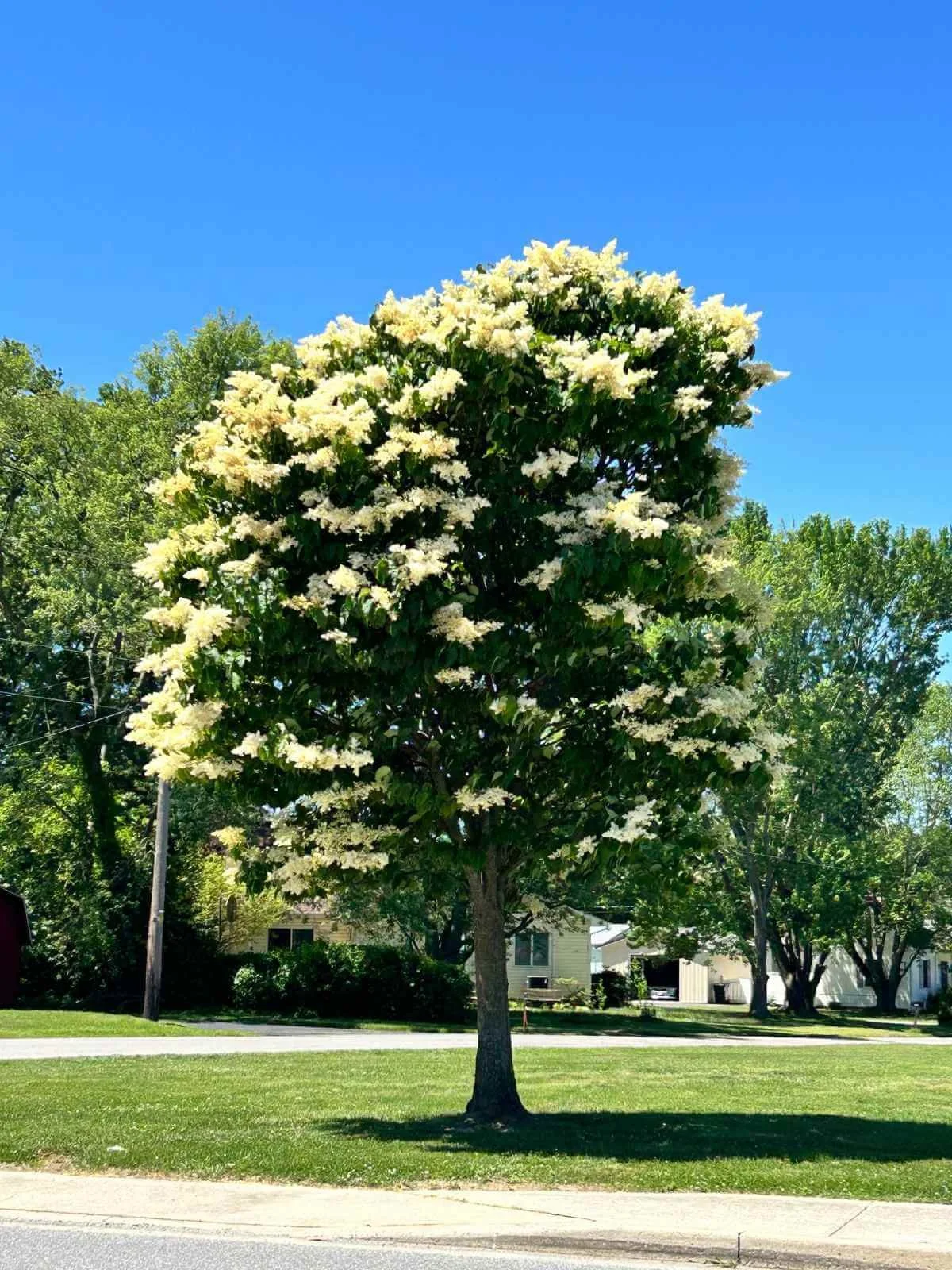 small ivory silk lilac tree growing in middle of front yard lawn