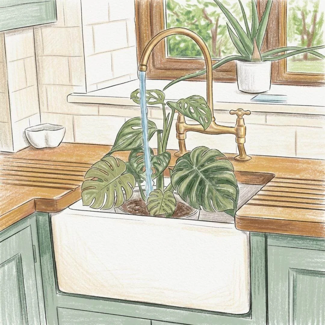 Illustration of a monstera plant being watered in a kitchen sink