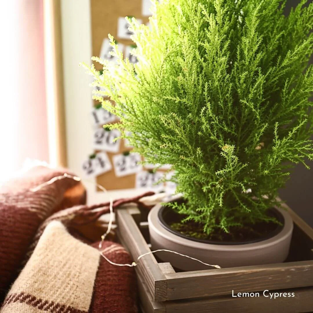Holiday Lemon Cypress Plant — Plant and Bloom Design Studio