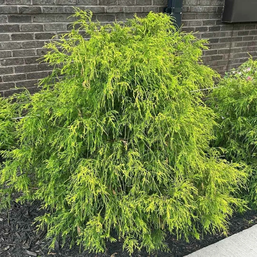 Golden mop false cypress with soft golden foliage in a foundation planting between a brick building and sidewalk