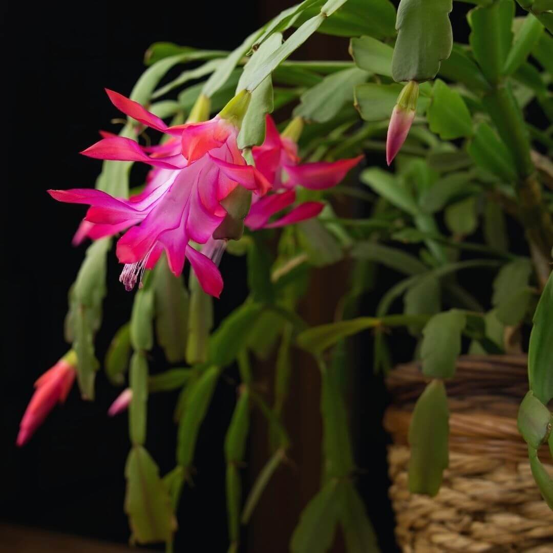 Flowering Christmas cactus with pink blooms in a woven basket