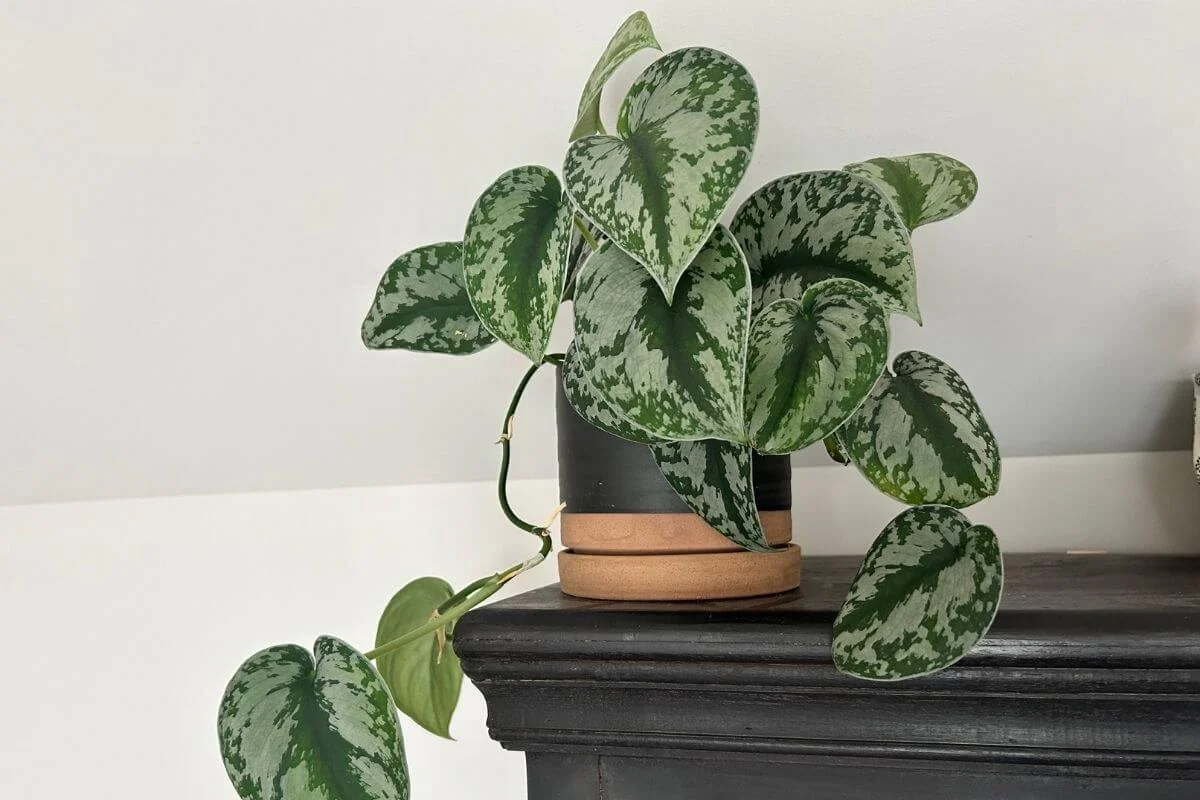 Satin Pothos scindapsus live houseplant in modern black and tan pot, a beautiful gift for a gardener