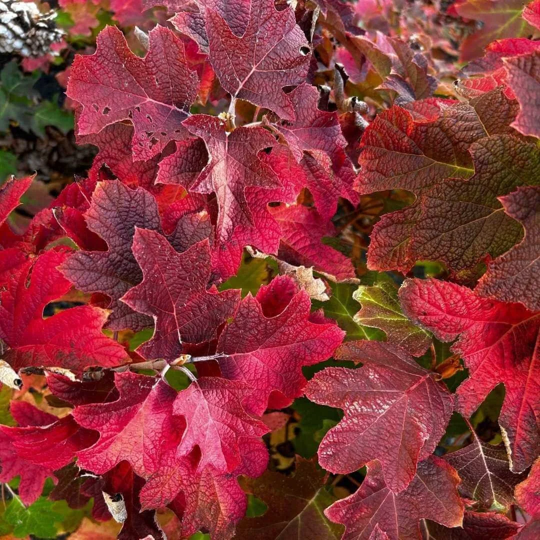Closeup of Ruby Slippers oakleaf hydrangea with vivid red and burgundy fall foliage