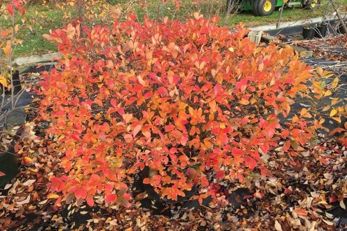 10 Fall Bushes That Turn Red — Plant and Bloom Design Studio
