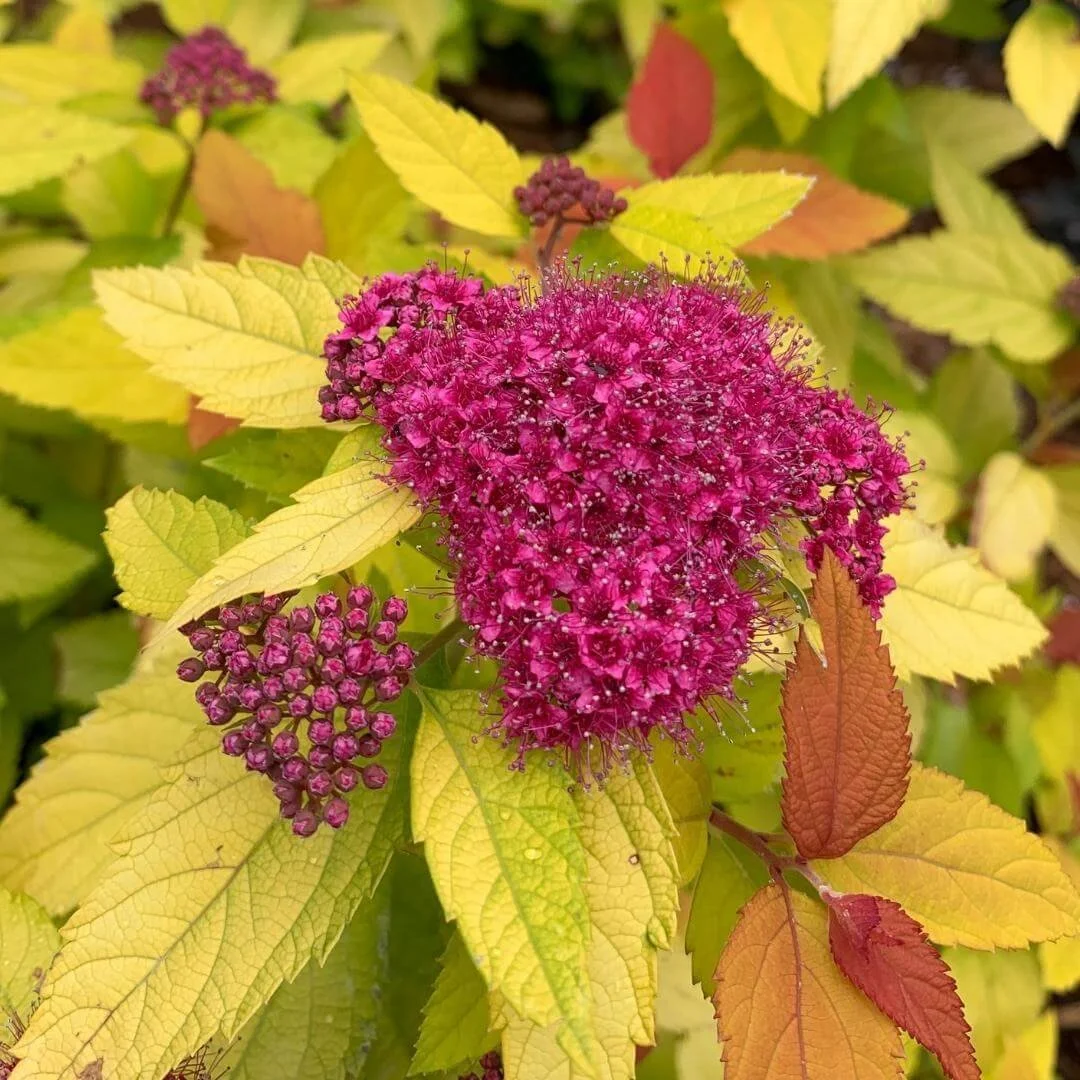 Closeup of Double Play Candy Corn spirea pink flowers with green and orange foliage