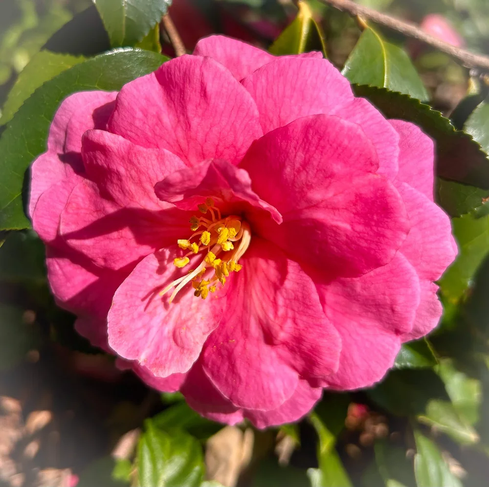 Stunning Camellia Shishi Gashira Images
