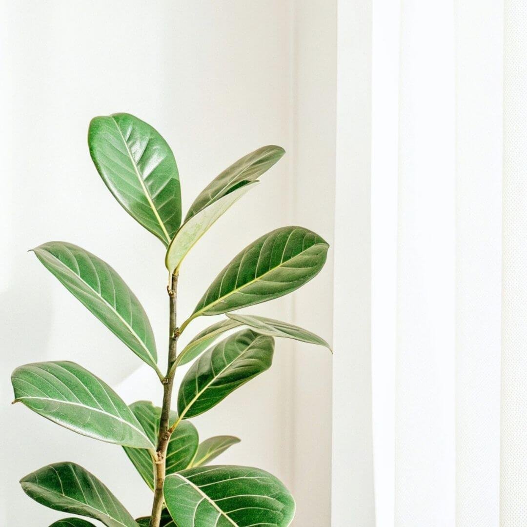 5 Tall Narrow Houseplants for Empty Corners