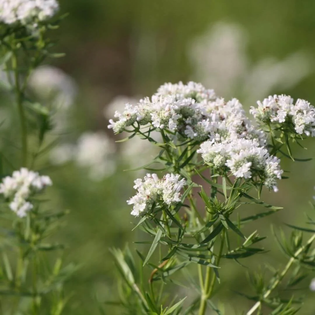 closeup of white flowers of pycnanthemum tenuifolium narrow leaf mountain mint