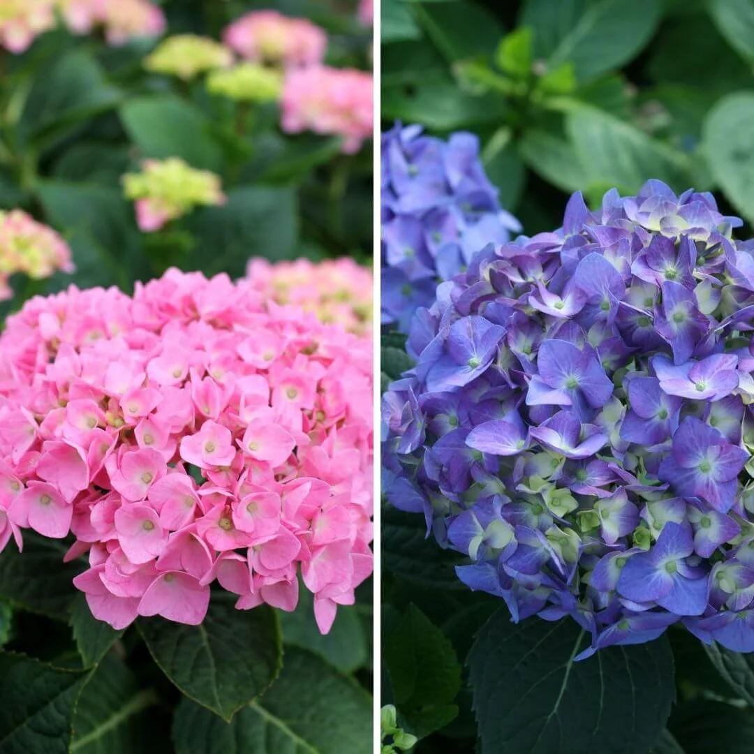 Side by side comparison of bigleaf hydrangea macrophylla flowers in bright pink and bright blue showing how soil pH affects hydrangea color
