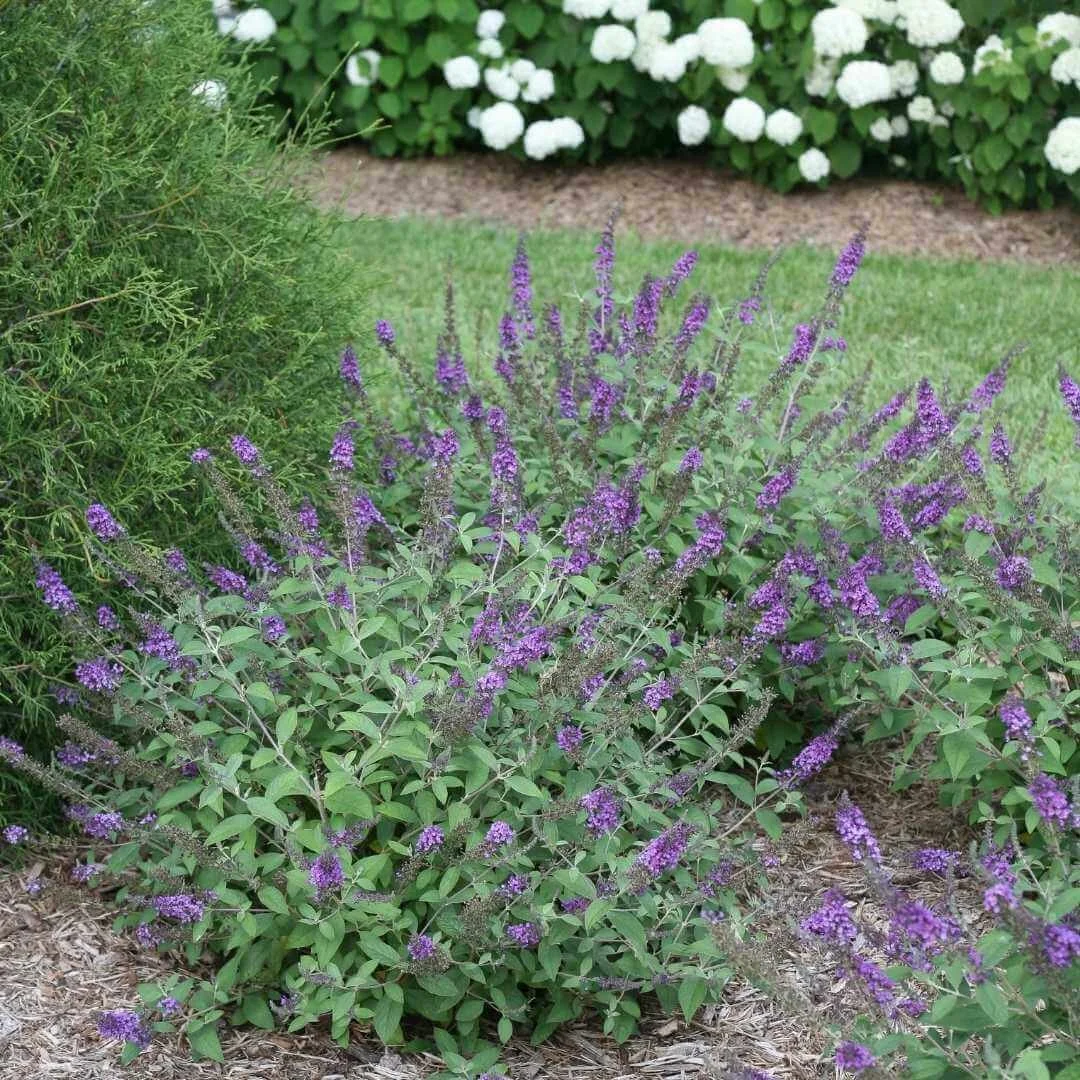 a low growing butterfly bush with purple flowers growing in front yard landscape near hydrangeas and evergreen shrubs