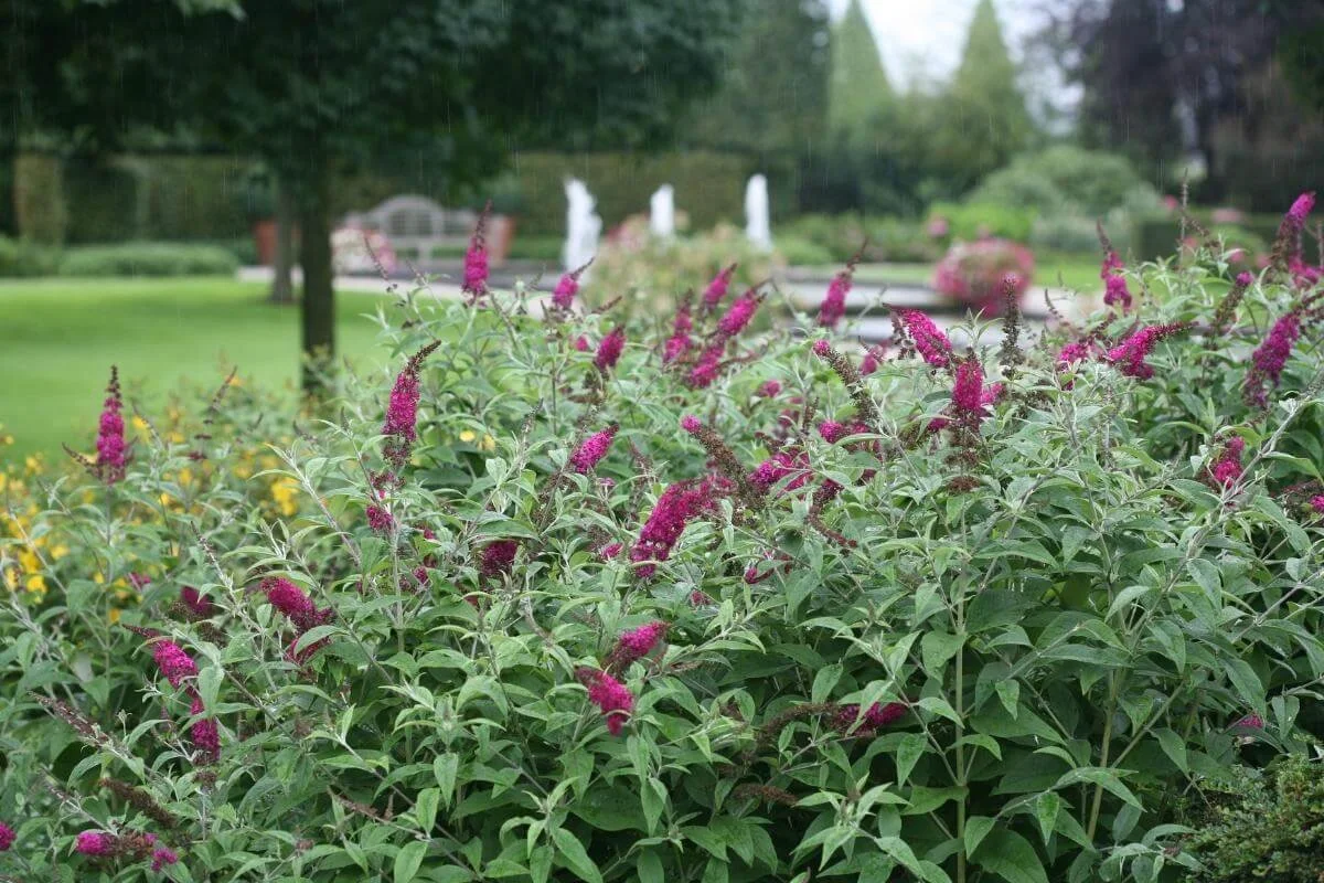 Miss Ruby butterfly bush shrub in full bloom in the foreground with yellow flowers, trees, and a park bench softly blurred in the background