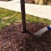 How to Water a Tree — Plant and Bloom Design Studio